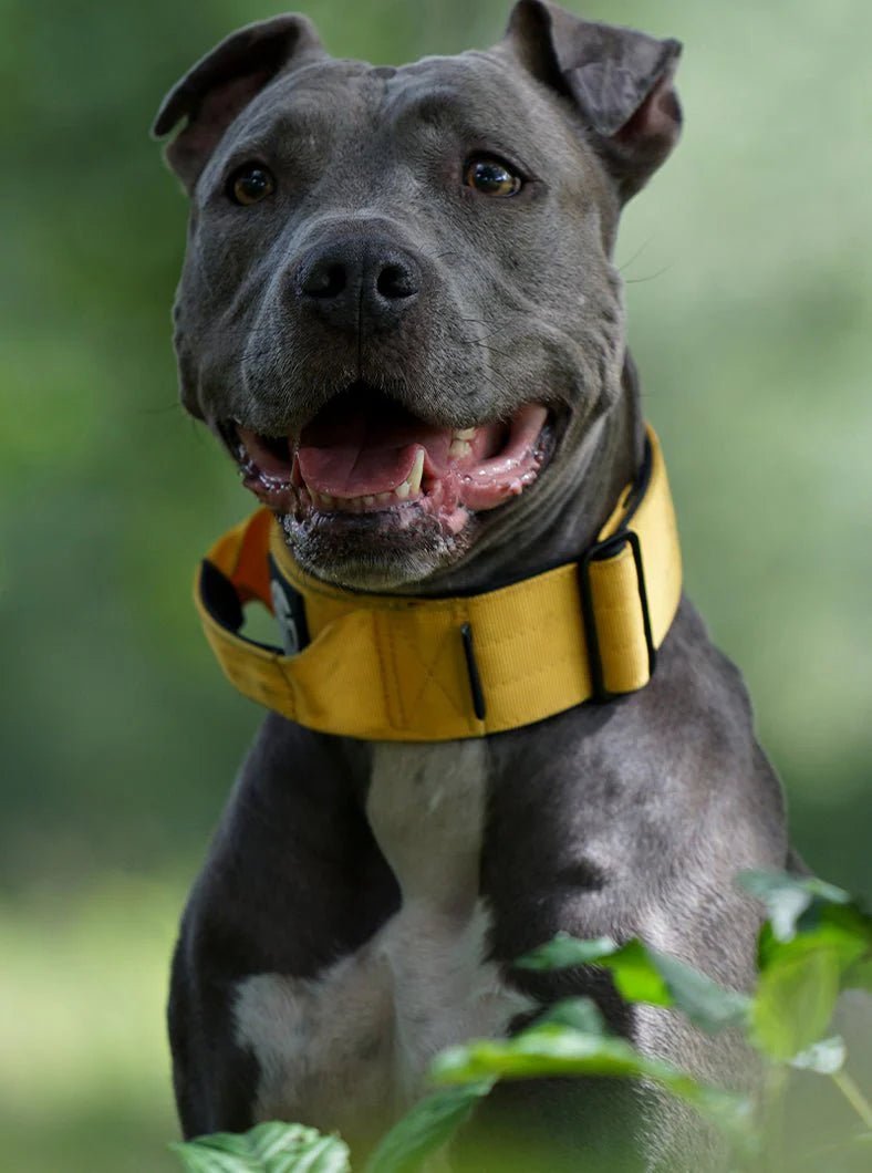 Collari Per Cani Taglia Medio-Grande