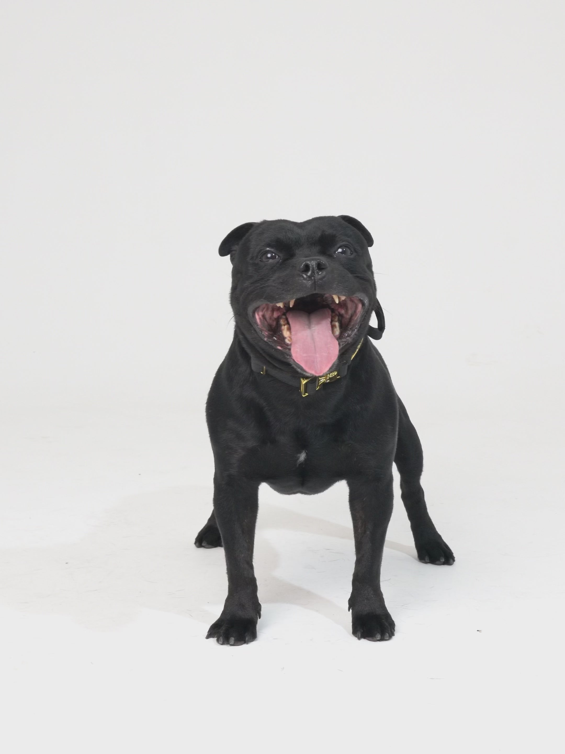 Collare Cane Crime 3cm – Comfort, Stile e Sicurezza, image size:2160x2880