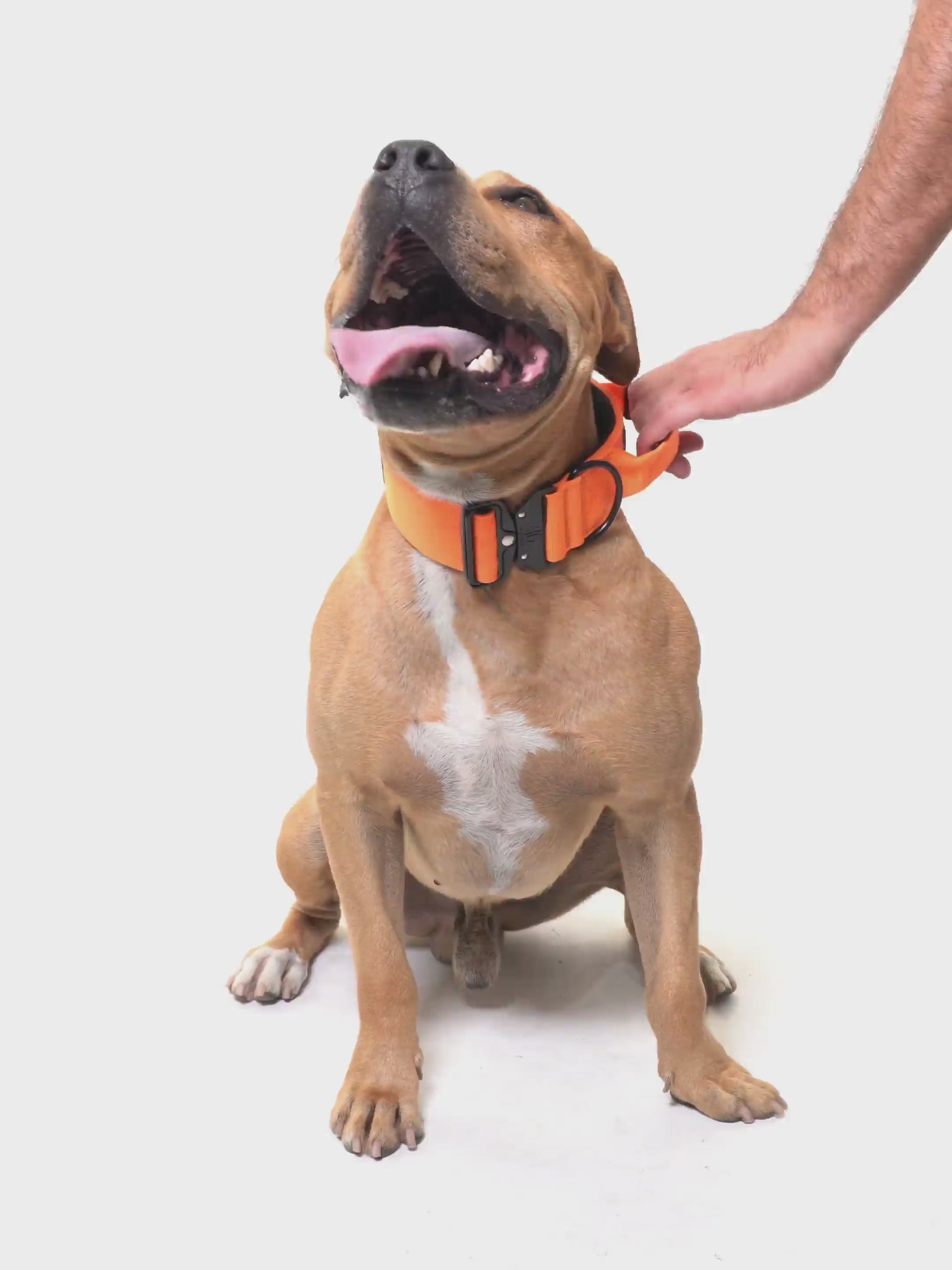 Collare Crime 5cm, image size:2160x2880